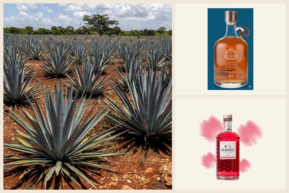 Collage of an agave field, Lágrimas de Dolores, and Los Danzantes mezcal.